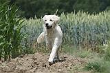 GOLDEN RETRIEVER 662